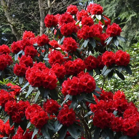 Rhododendron Dotella la Ghiveci