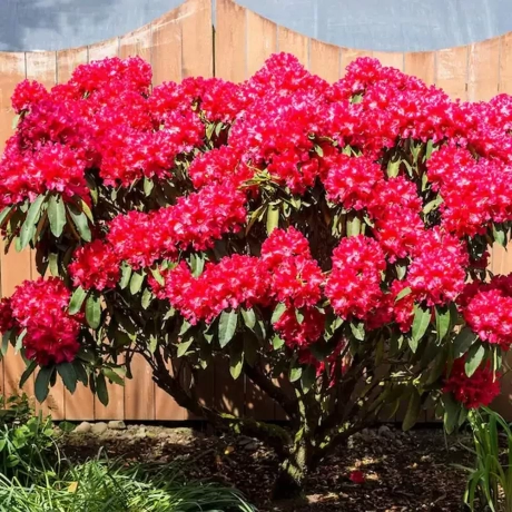 Rhododendron Dotella la Ghiveci