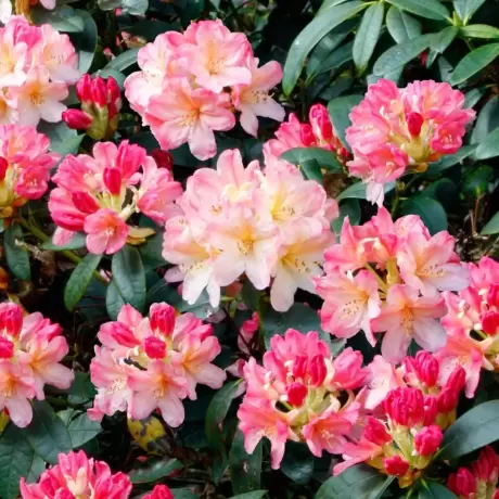 Rhododendron Dreamland la Ghiveci