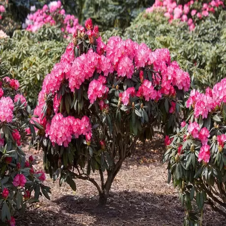 Rhododendron Fantasy la Ghiveci