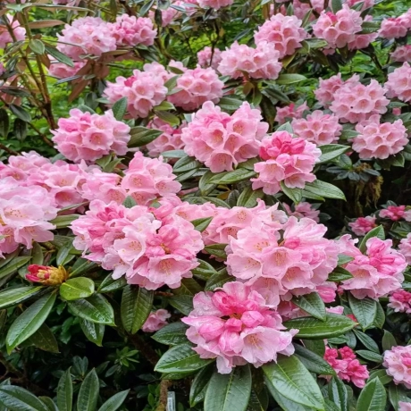 Rhododendron Fantasy la Ghiveci