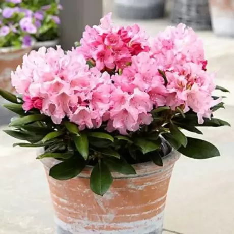 Rhododendron Hania la Ghiveci