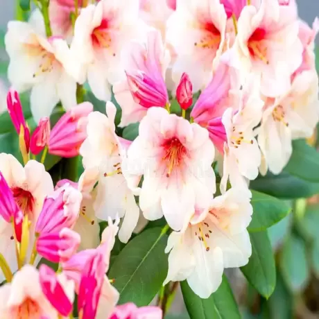 Rhododendron Hania la Ghiveci