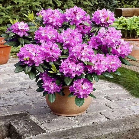 Rhododendron Libretto la Ghiveci