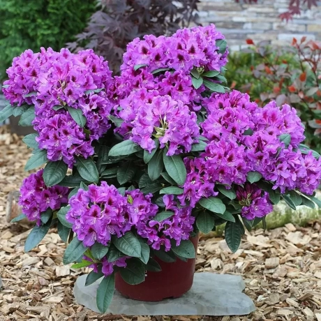 Rhododendron Libretto la Ghiveci