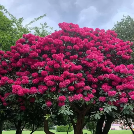 Rhododendron Morgenrot la Ghiveci