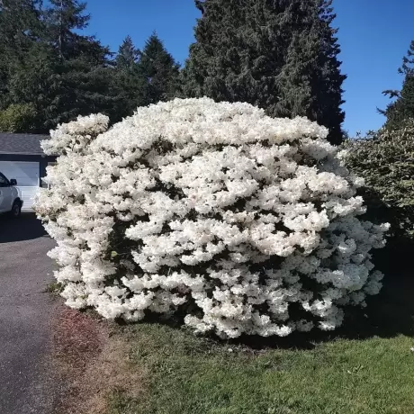 Photinia fraseri Camilvy la Ghiveci