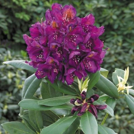 Rhododendron Polarnacht la Ghiveci