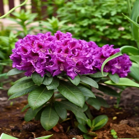 Rhododendron Rasputin Ghiveci