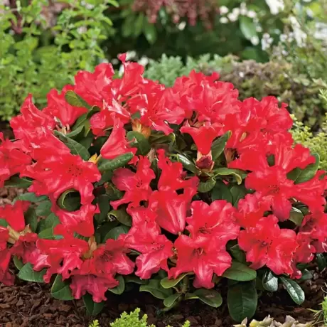 Rhododendron Red Jack la Ghiveci
