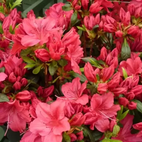Rhododendron Red Jack la Ghiveci
