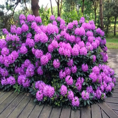 Rhododendron Roseum Elegans la Ghiveci