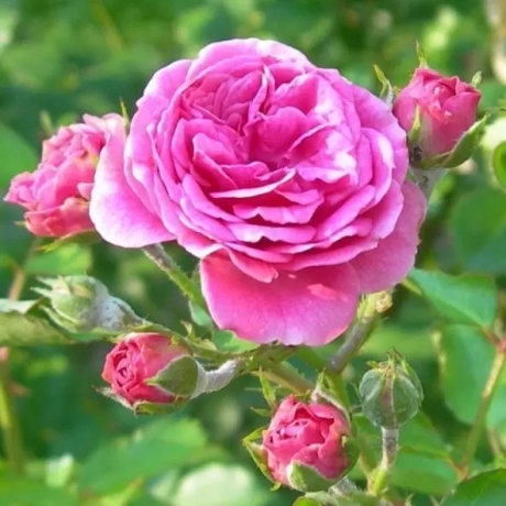 Trandafir de Dulceata Rosa Damascena - anul 3 la Ghiveci