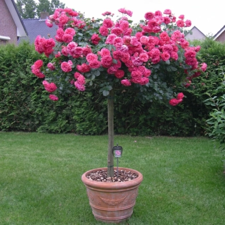 Trandafir Pomisor Rosarium la Ghiveci