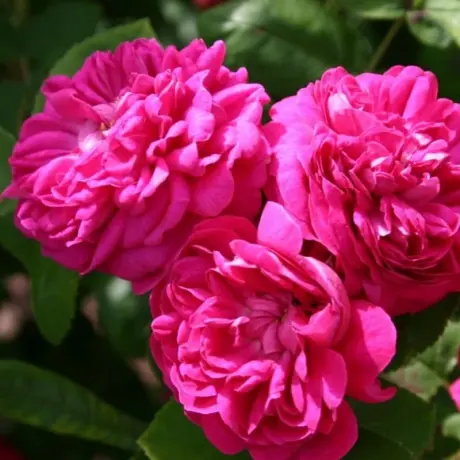 Trandafir de Dulceata Rose de Rescht - anul 4 - Radacina Impachetata