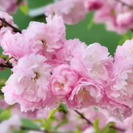 Cires Japonez Pitic tufa - Rosenmund la Ghiveci