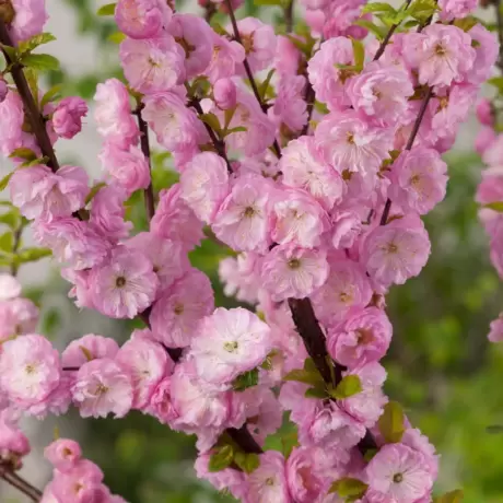 Cires Japonez Pitic tufa - Rosenmund la Ghiveci