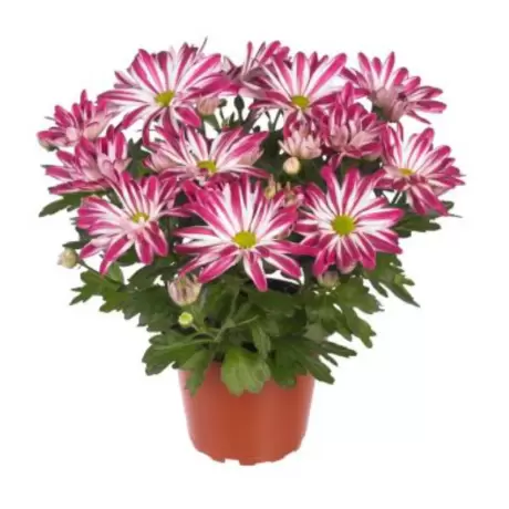 Crizanteme Timpurii - Royal Pink la Ghiveci