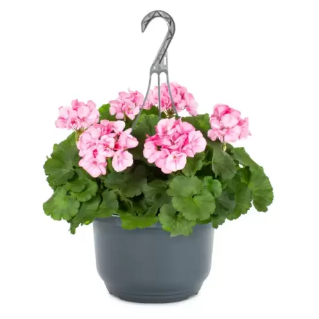 Mușcate - Royal Pink - Ghiveci Suspendat de 30 cm