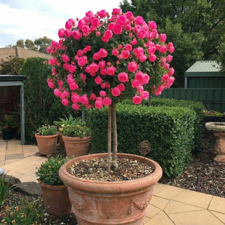 Trandafir Copacel Roz Aprins la Ghiveci