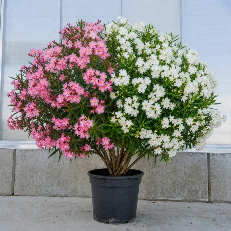 Leandru Bicolor Tufa - Roz cu Alb