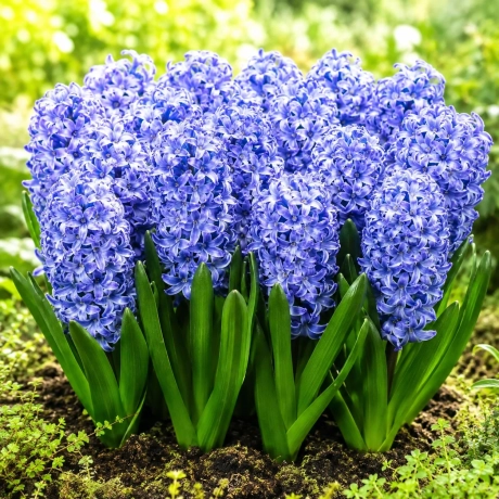 Bulbi de Zambile Delf Blue