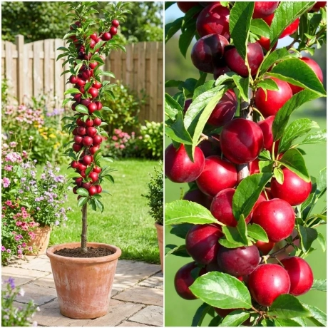 Pom Fructifer - Prun Columnar Rubin la Ghiveci