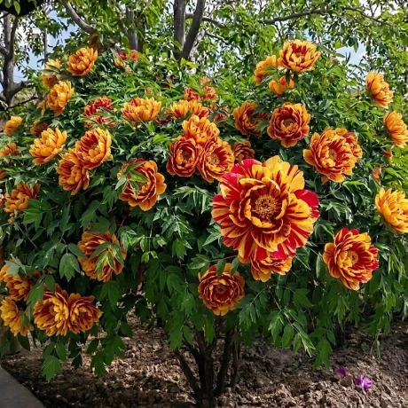 Bujor Arbustiv - Rubra Spira
