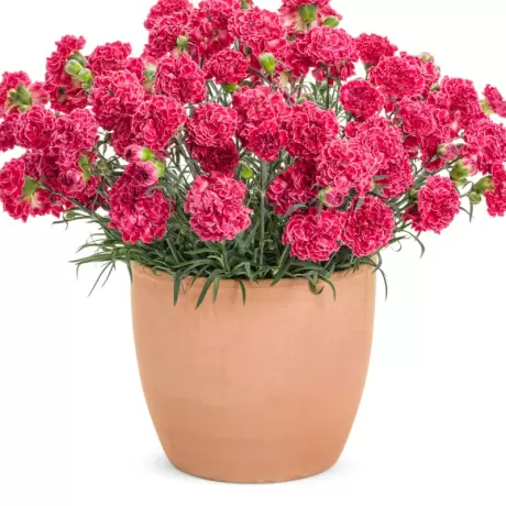 Garofițe Duble Parfumate - Raspberry Ruffles la Ghiveci