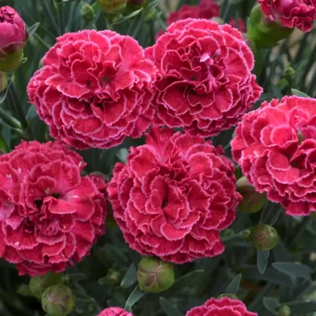 Garofițe Duble Parfumate - Raspberry Ruffles la Ghiveci
