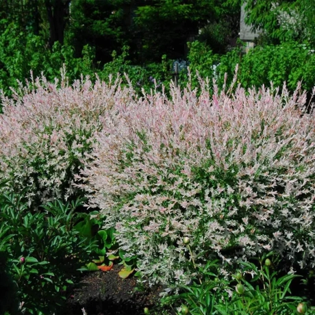 Salix Hukuro Nishiki Tip Tufa La Ghiveci