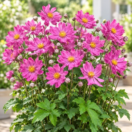 Bulbi de Anemone Prinz Heinrich