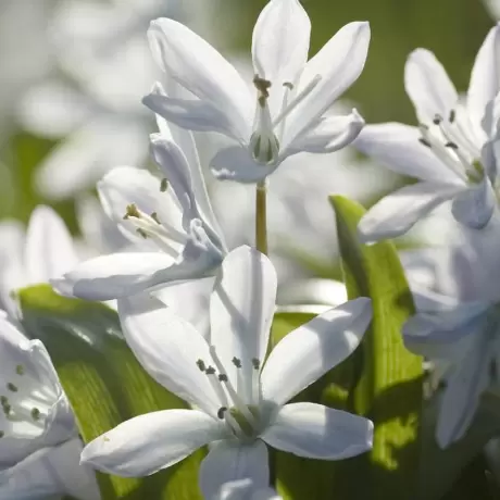 Bulbi de Scilla Siberica - Alba