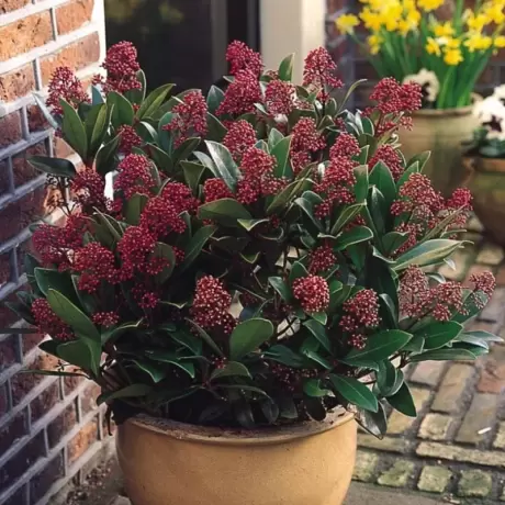 Liliac Japonez - Skimmia Japonica Red la Ghiveci