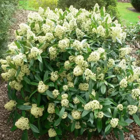Liliac Japonez - Skimmia Japonica White la Ghiveci