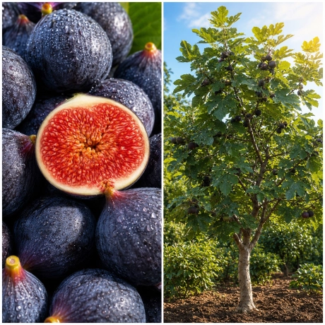 Pom fructifer - Smochin Black Mission la Ghiveci