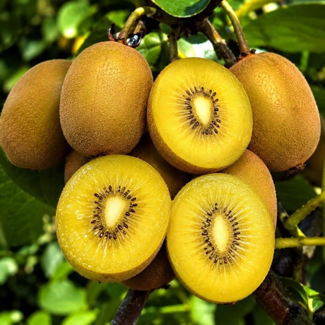 Pom Fructifer - Kiwi Soreli Gold – Kiwi Galben Premium