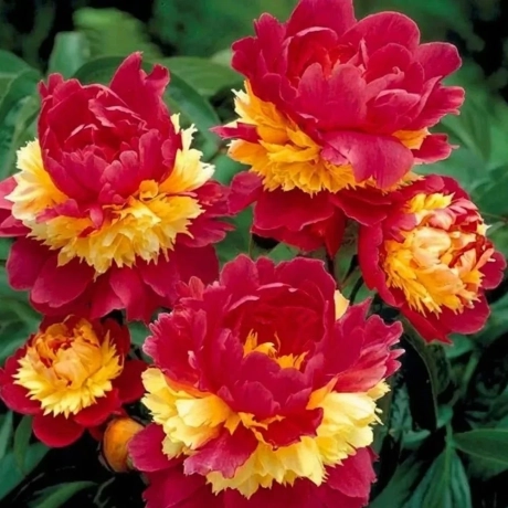 Rizom De Bujor - Spanish Armada