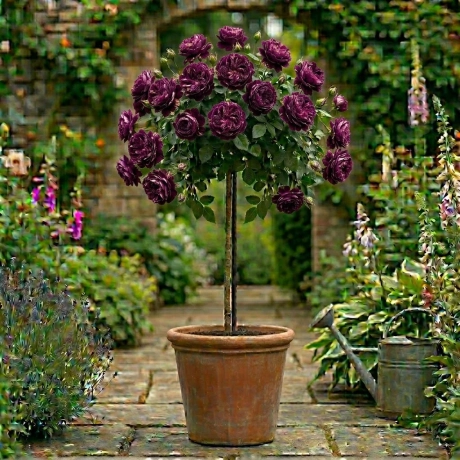 Trandafir Pomisor Splendor - La Ghiveci