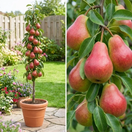 Pom Fructifer - Par Columnar Starkrimson la Ghiveci