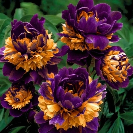 Rizom De Bujor - Sultan's Robe