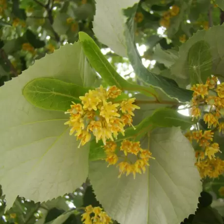 Tei Argintiu - Tilia Tomentosa cu Radacina Impachetata