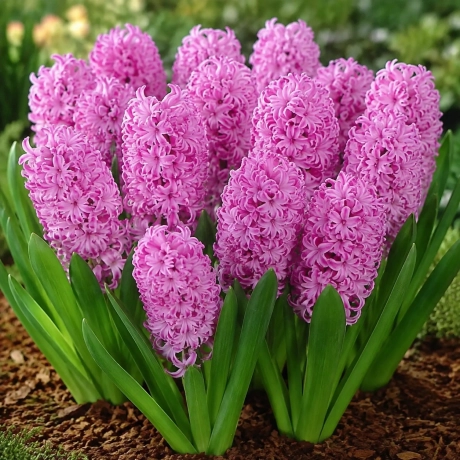 Bulbi de Zambile Amethyst
