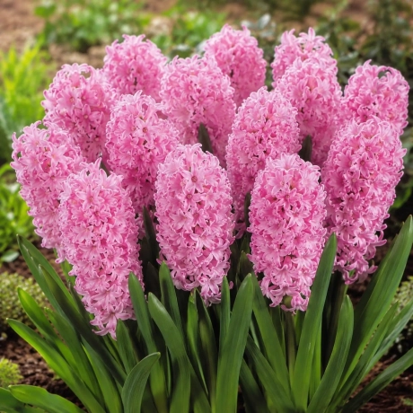 Bulbi de Zambile Pink Surprise