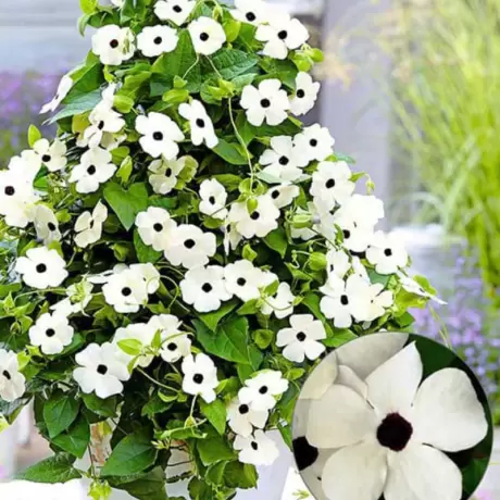 Thunbergia Alata - White la Ghiveci
