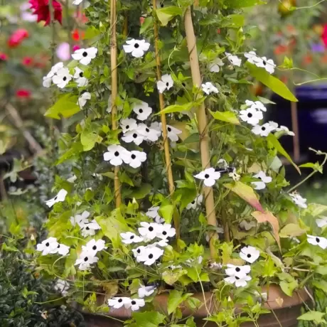 Thunbergia Alata - White la Ghiveci