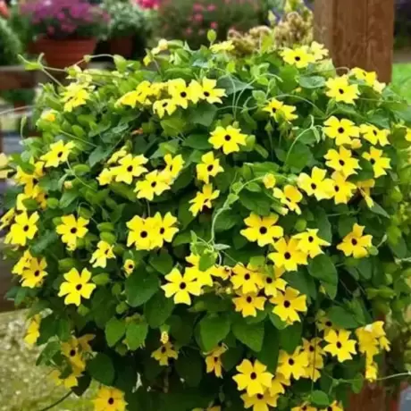 Thunbergia Alata - Yellow la Ghiveci