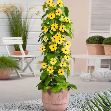 Thunbergia Alata - Yellow la Ghiveci