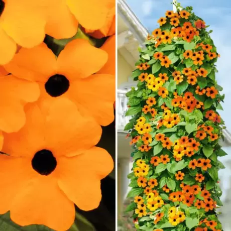 Thunbergia Alata - Orange la Ghiveci