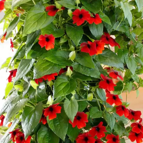 Thunbergia Alata - Red la Ghiveci